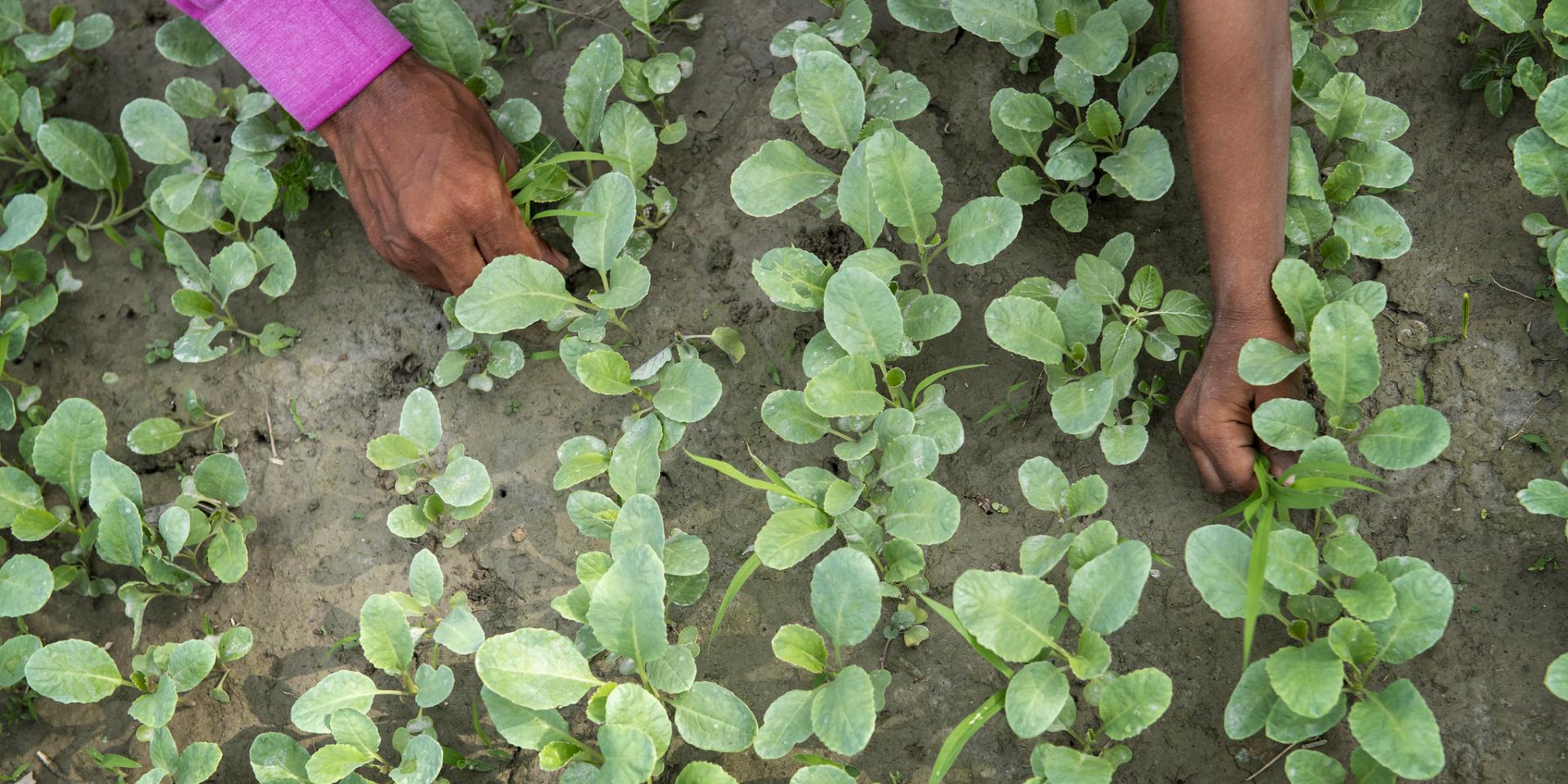 Photo of farmers' hands