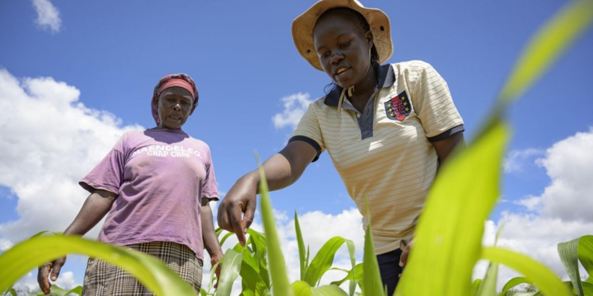 Women farmers cultivating plants