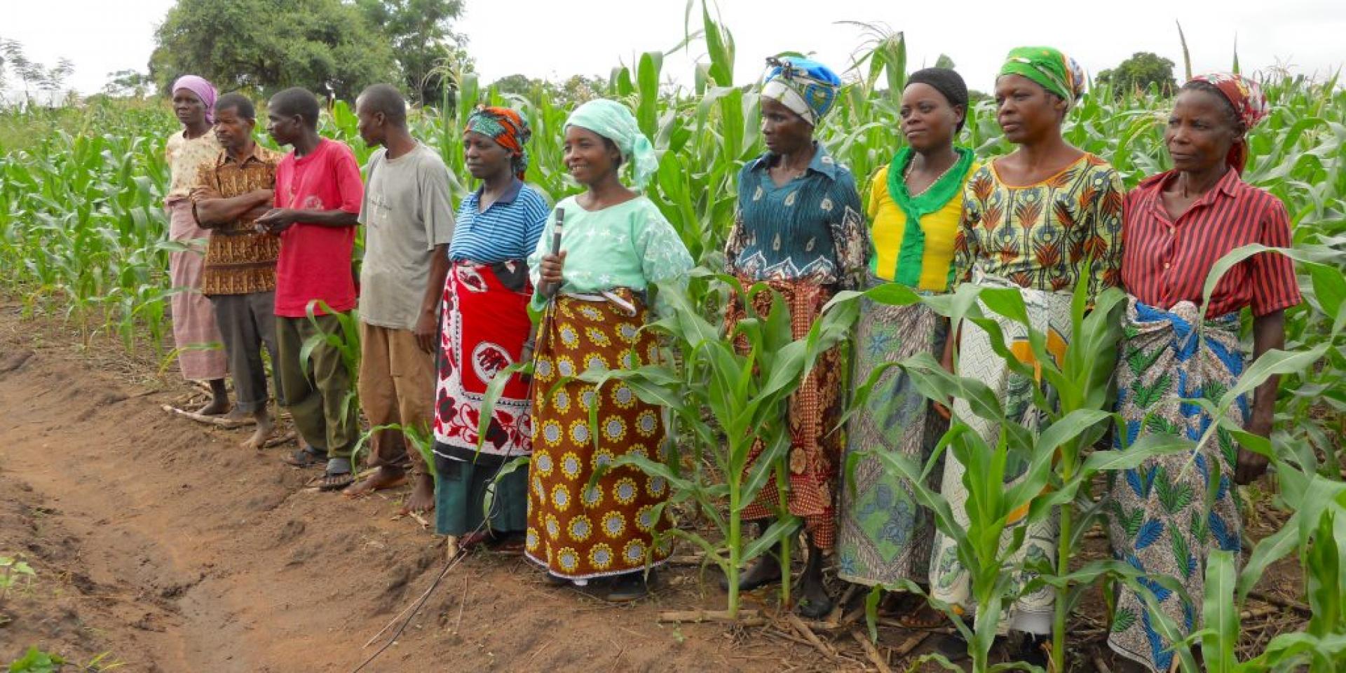 Group of farmers in the fields