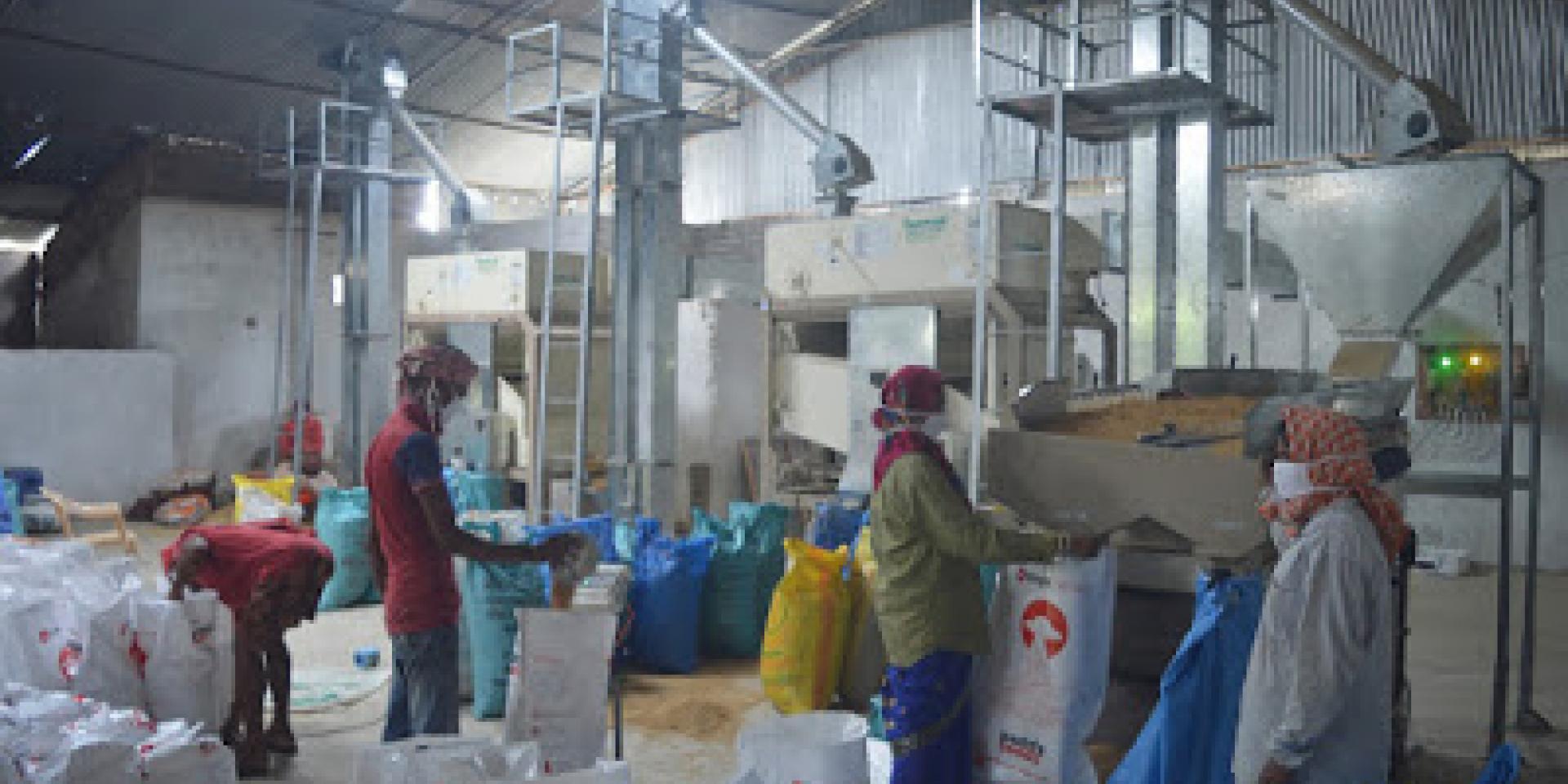 Women working in Odisha