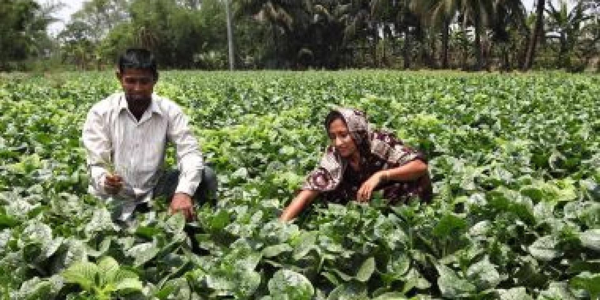 A couple in their vegetable farm