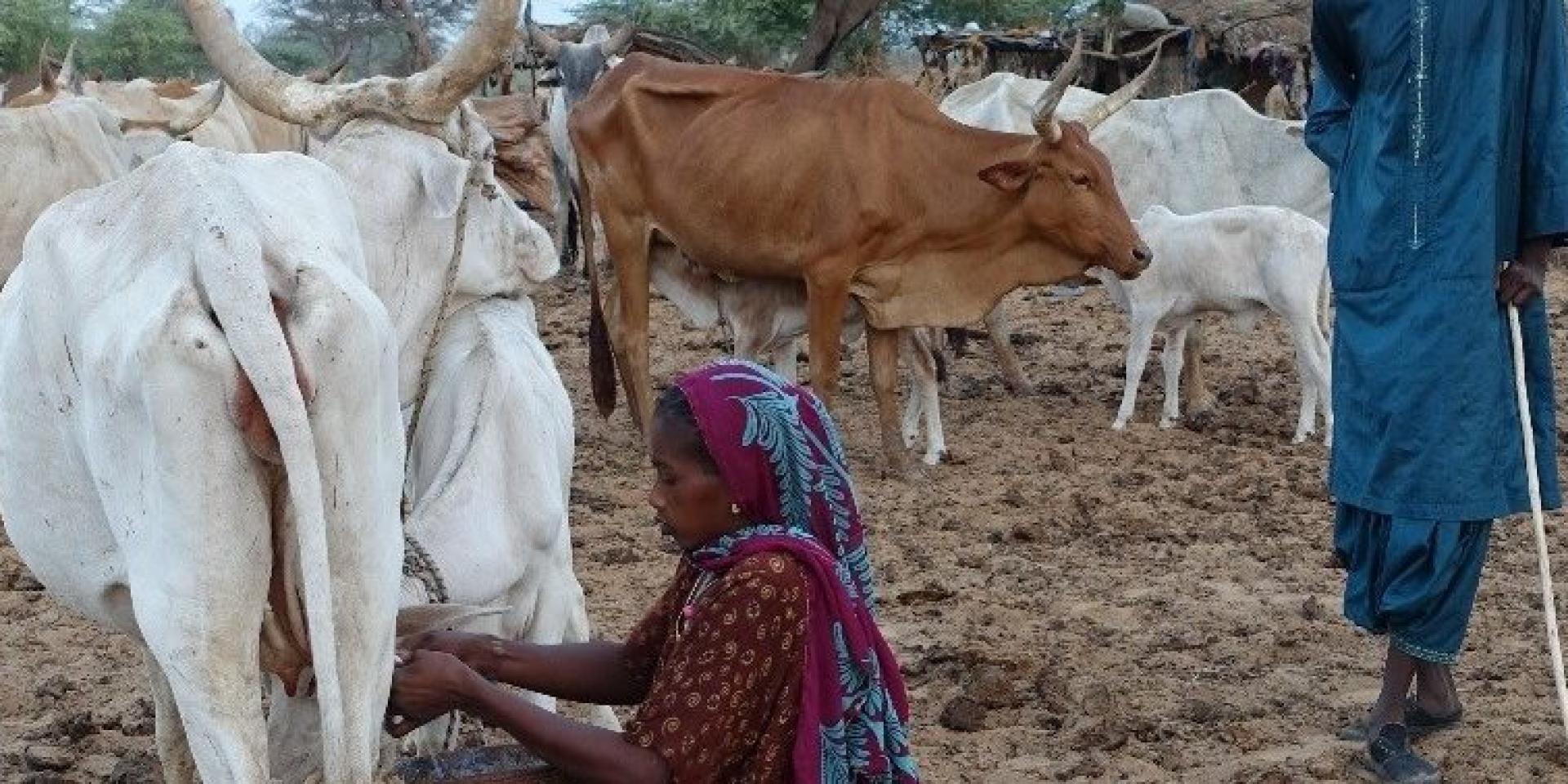 Using vignettes to understand decision-making processes within households