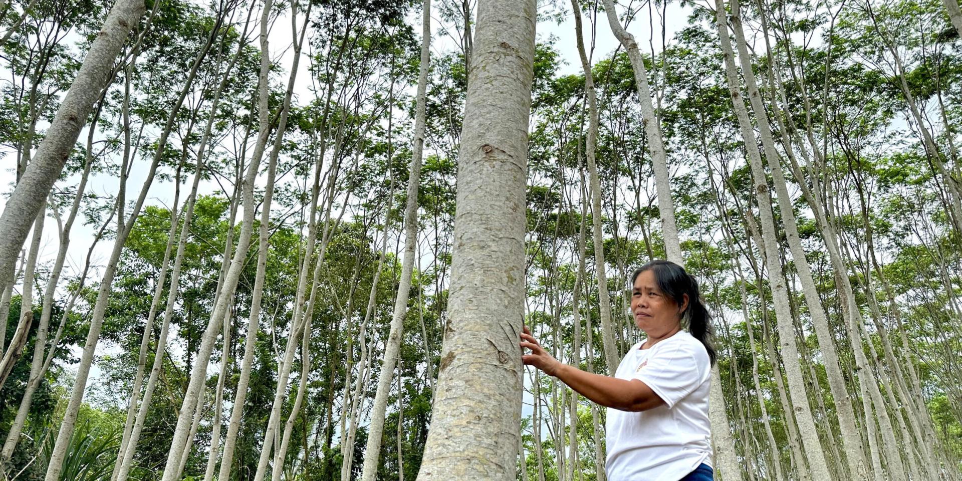 falcata - a fast-growing tree