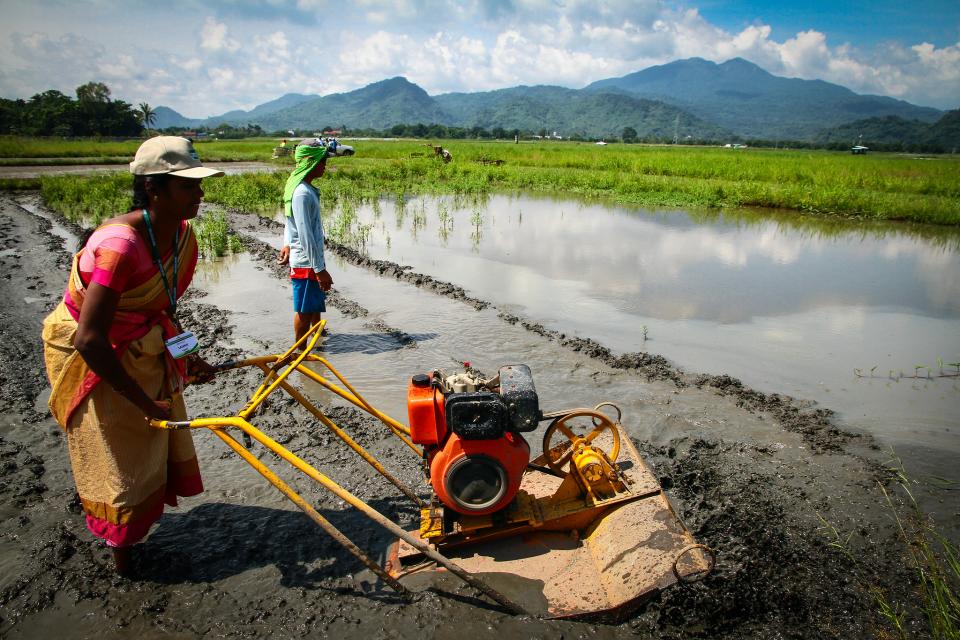 A woman farmer in India. Photo: IRRI.