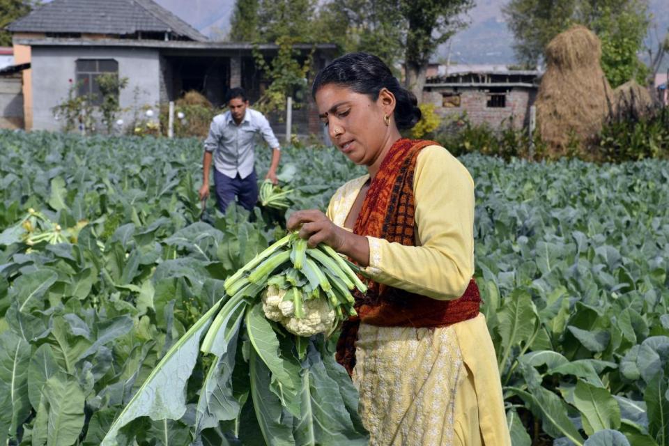 Vegetable farming