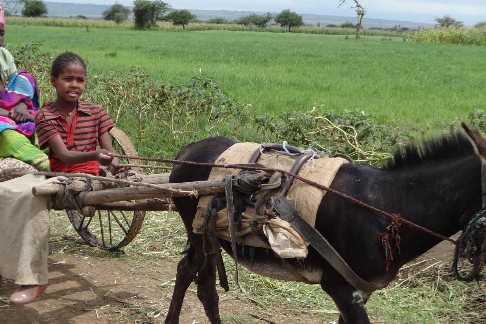 Adefris Teklewold/CIMMYT