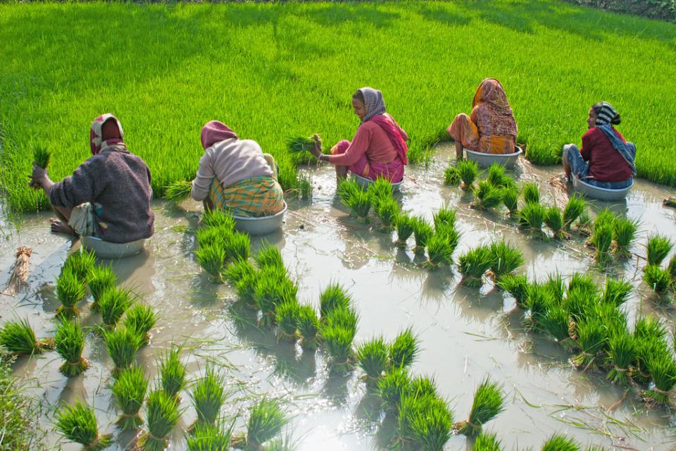 rice planting