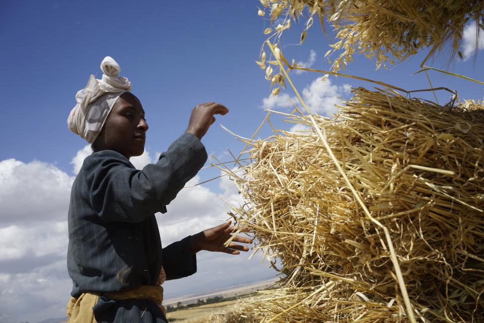 Woman stacking harvested wheat
