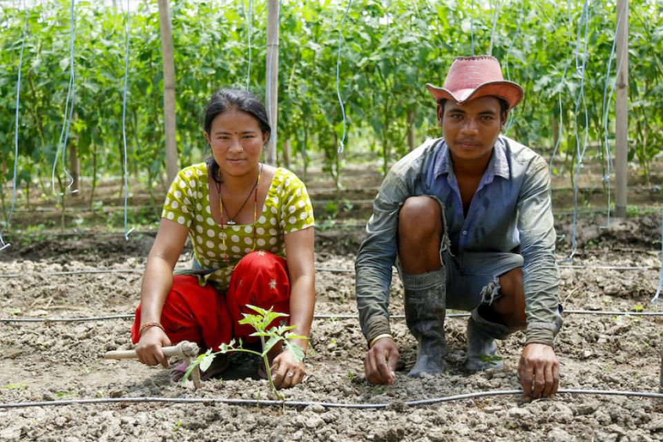 A couple working together in the farm field. Photo by Sharad Maharjan /  IWMI