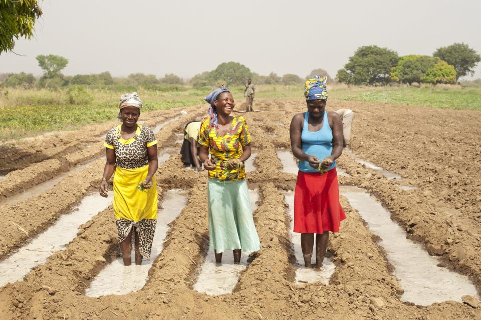 Women transplanting tomatoes at a farm located in the Upper East Region in Navrongo, Ghana. Photo credit: Hamish John Appleby / IWMI