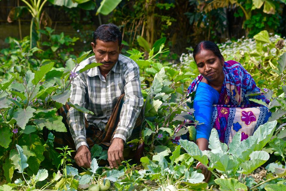Vegetable gardening, Bangladesh. Mohammad Mahabubur Rahman. Worldfish 2016.