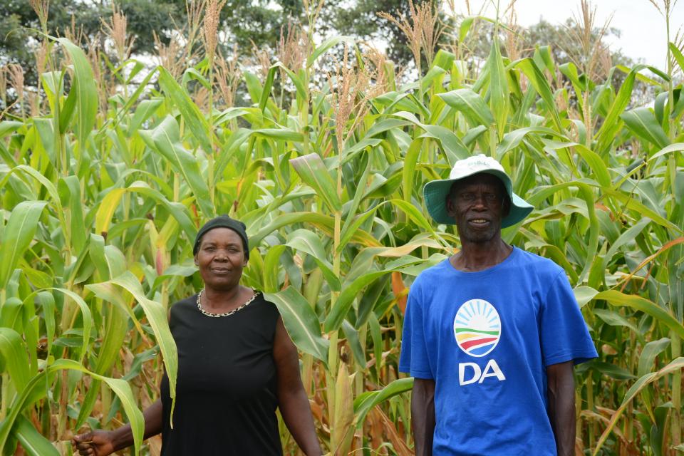 Farmers in their maize plantation 