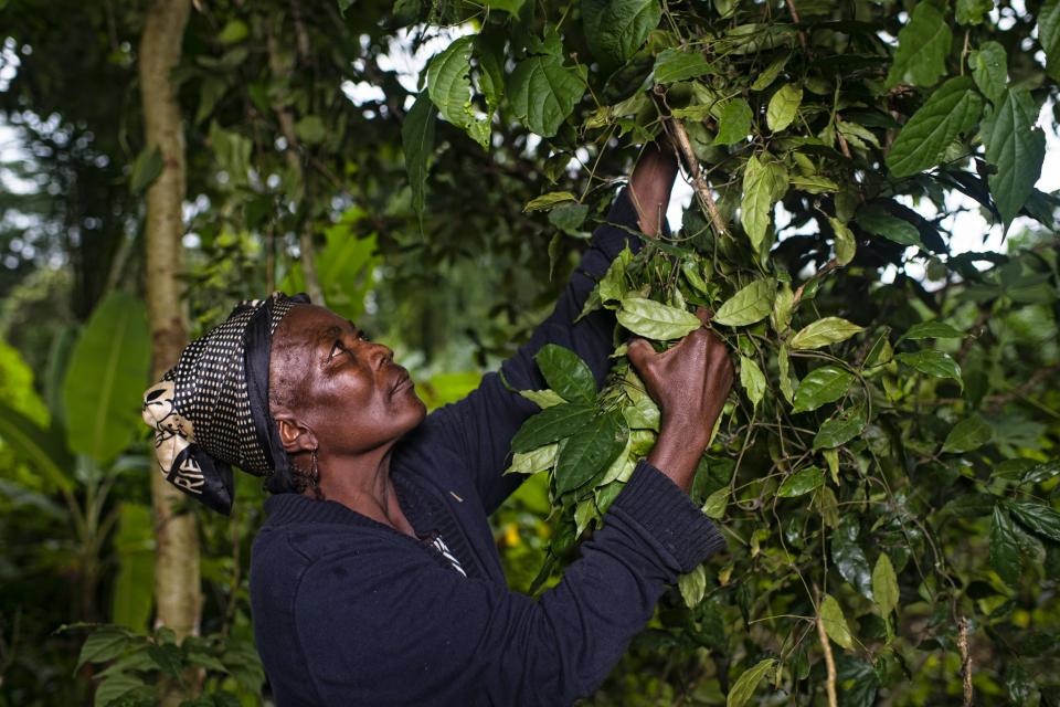 A women harvests all the leaves from Gnetum spp. (okok) in village of Minwoho, Lekié, Center Region, Cameroon. 
