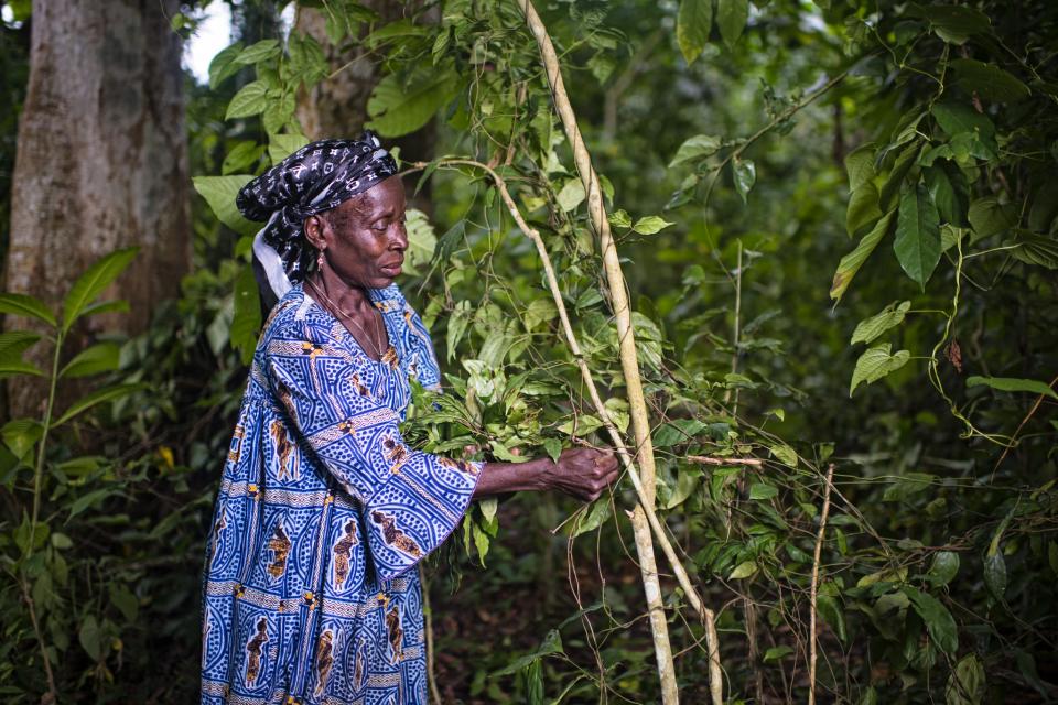 Diolo Celine harvests all the leaves from Gnetum in the village of Minwoho, Lekié, Center Region, Cameroon. 