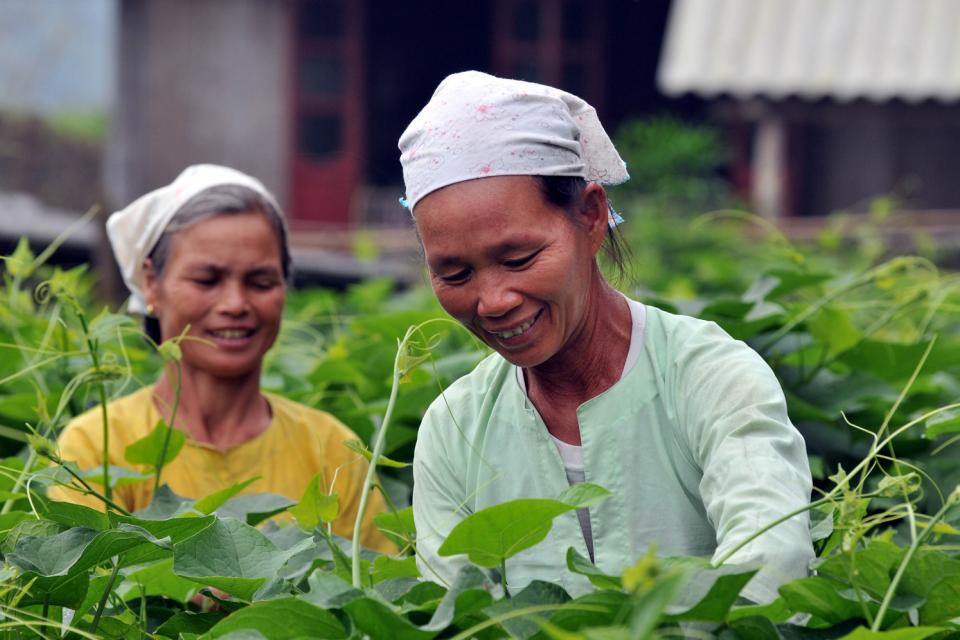 Following the chayote market chain in Hua Bin province, NW Vietnam.     Credit: ©2009CIAT/NeilPalmer