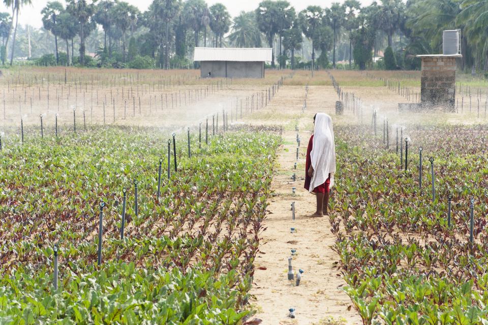 Sprinkler system on farm in Sri Lanka. Photo: Hamish John Appleby / IWMI.
