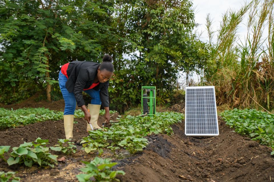 Woman farmer standing in field next to solar panel