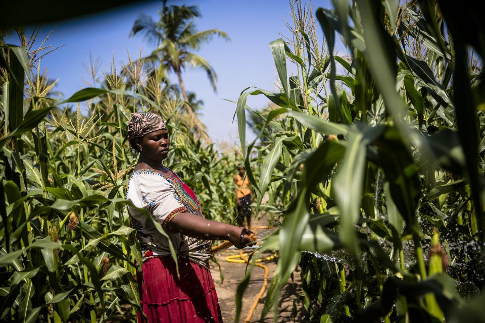Woman farmer in her maize farmer