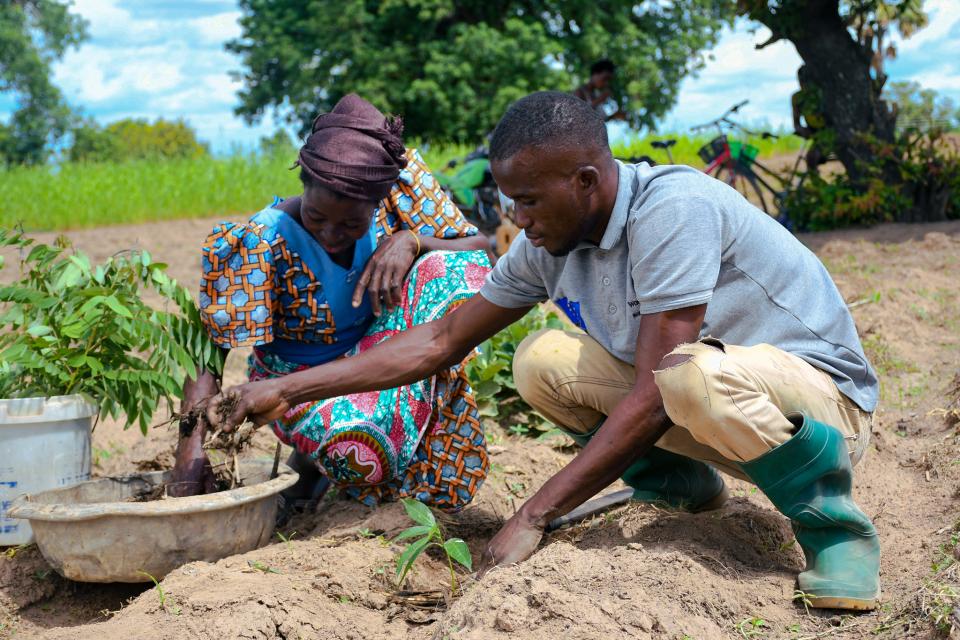 Farmers in using compost manure as they plant.