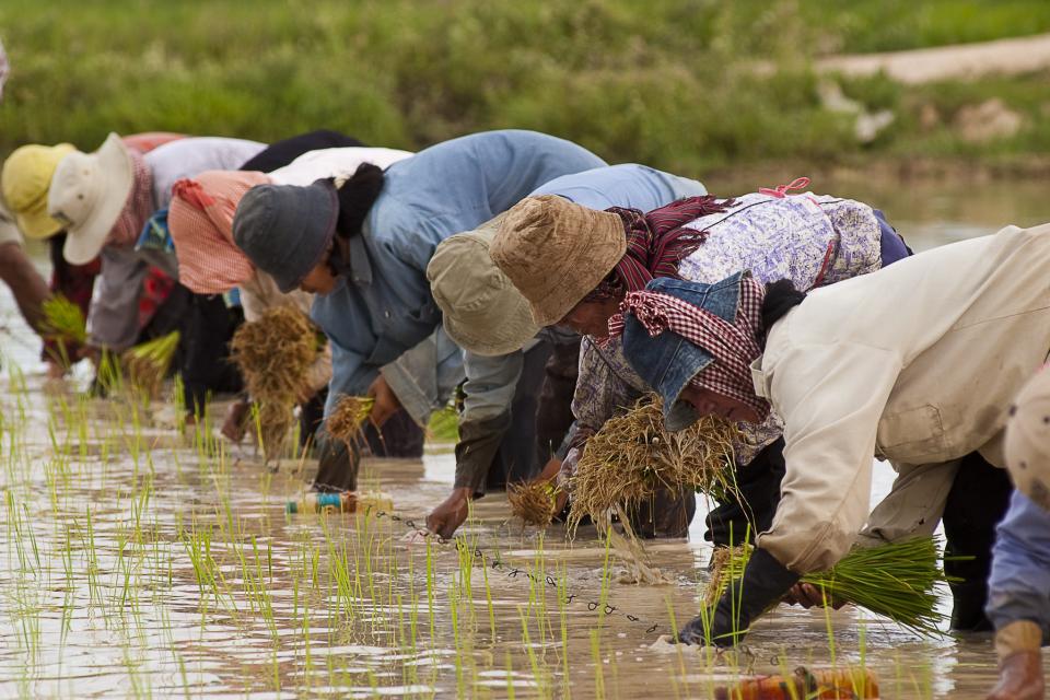 Rice farming