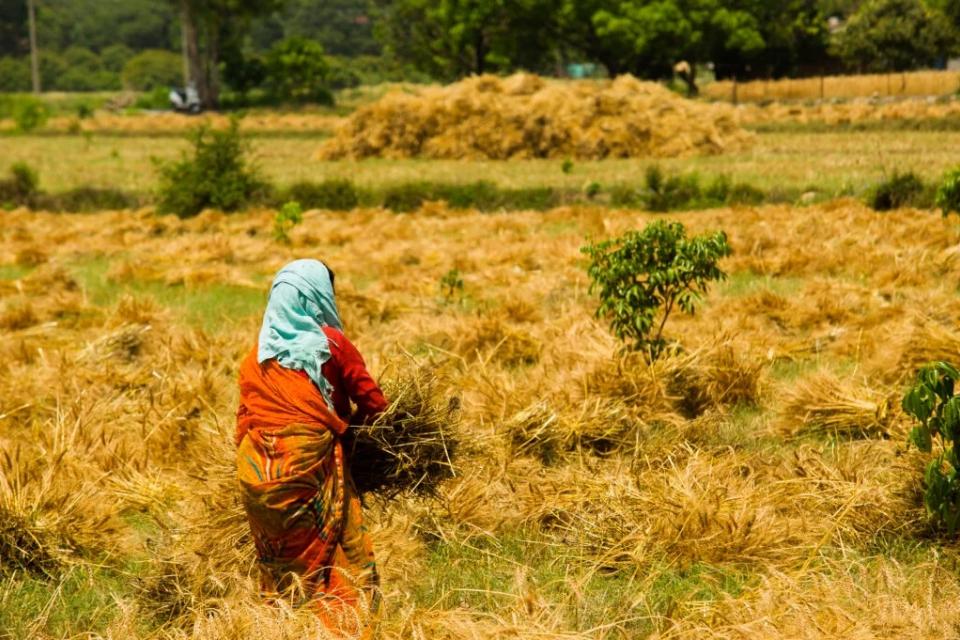 Woman gathering grain