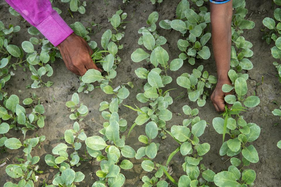 Photo of farmers' hands