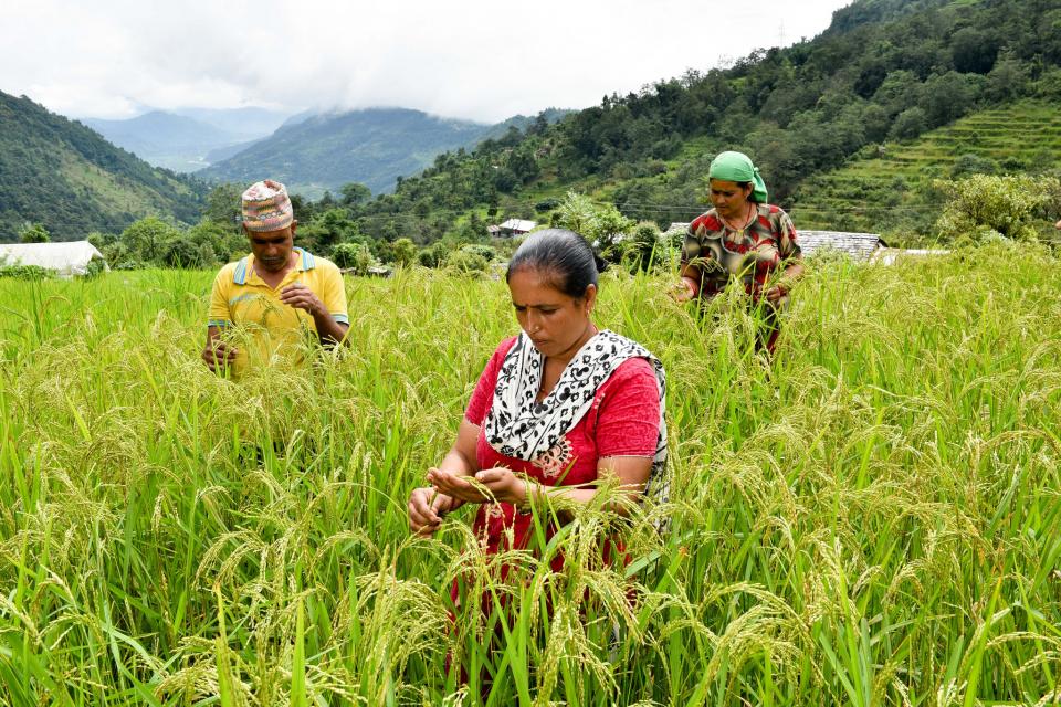 Gender and agriculture
