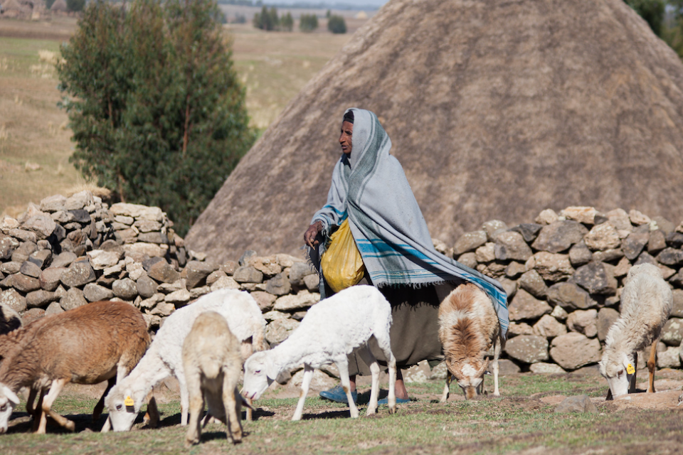 Photo of woman with sheep