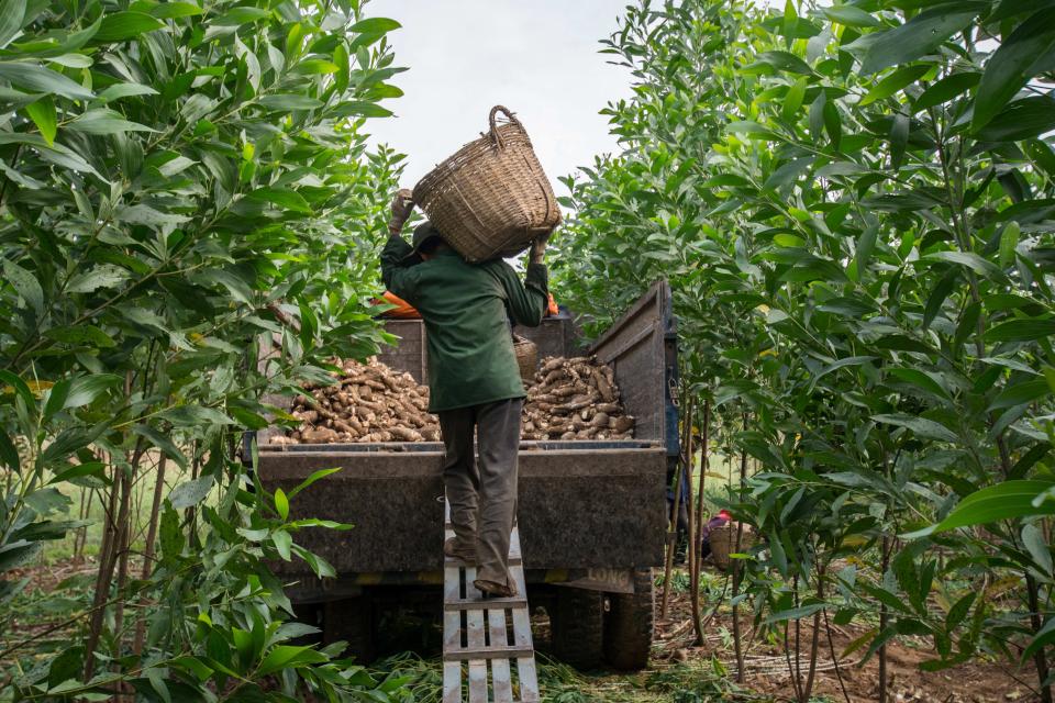 Harvesting improved cassava varieties in Vietnam