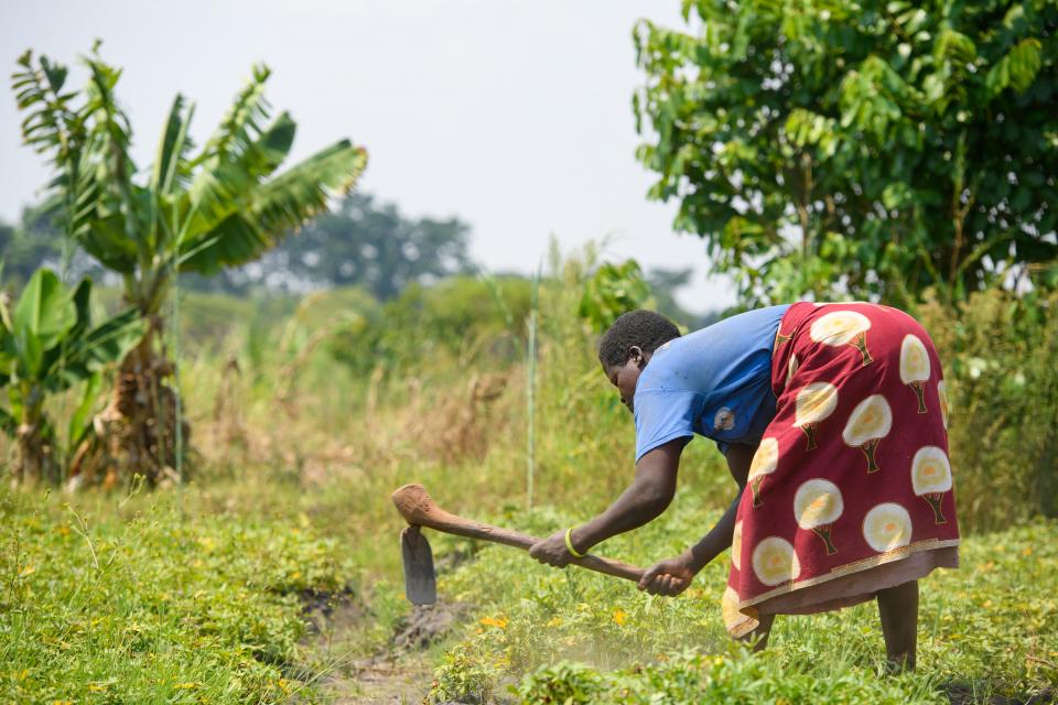  A farmer harvests potatoes