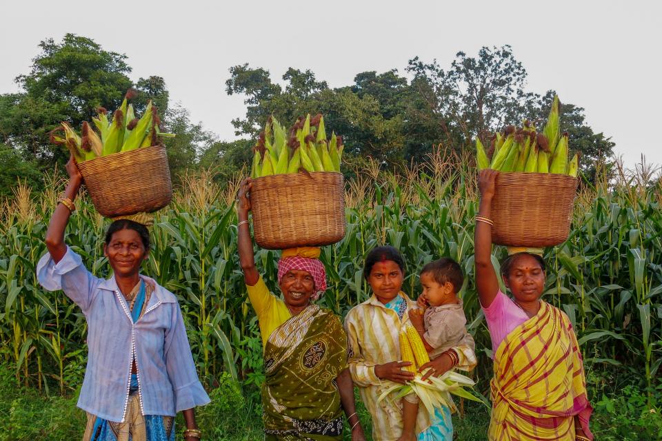 Women harvest maize