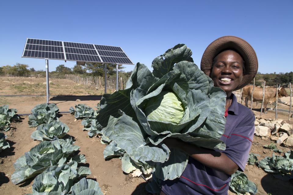 Woman with cabbage and solar irrigation in Zimbabwe