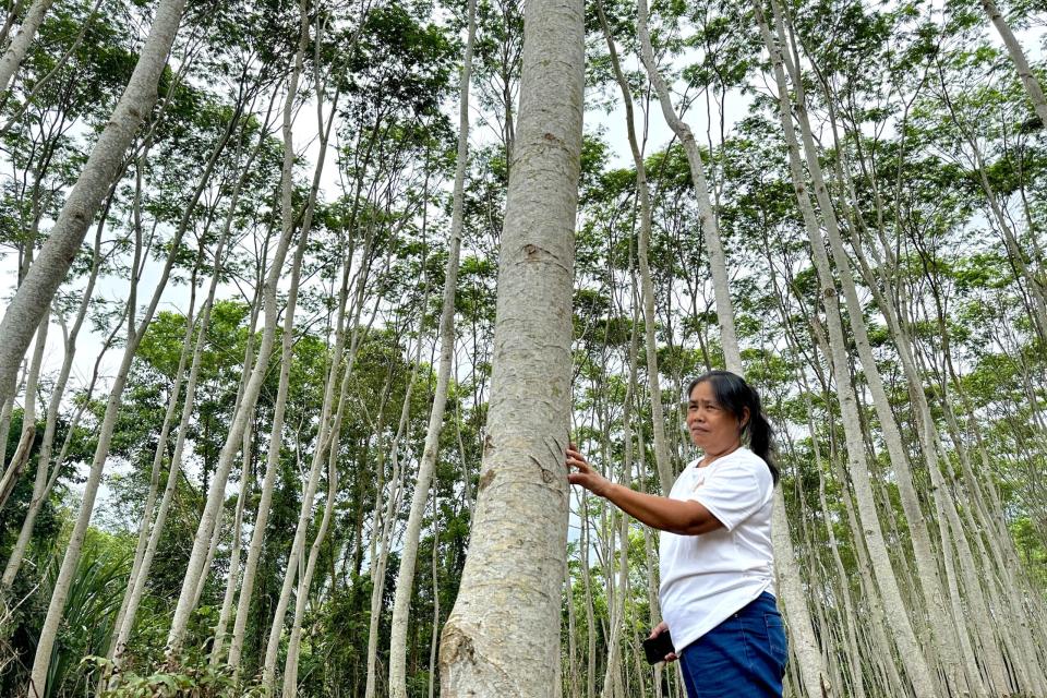 falcata - a fast-growing tree