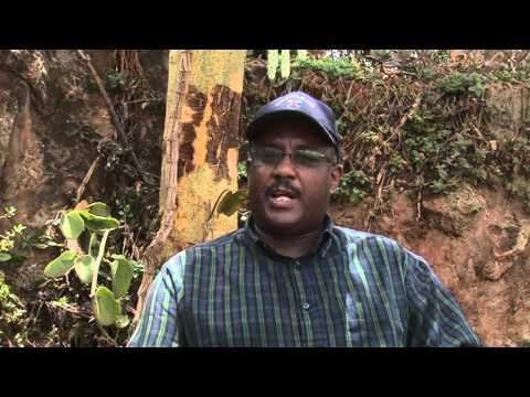 How Shamba Shape Up influences Kenyan farmers to adopt climate-smart agriculture