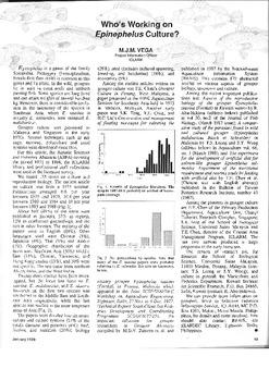 Who's working on Epinephelus culture