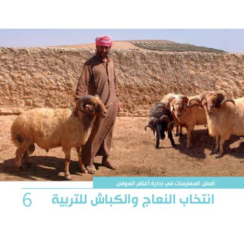 أفضل الممارسات في إدارة أغنام العواس 6 - انتخاب النعاج والكباش للتربية