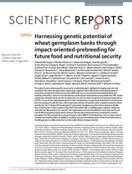 Harnessing genetic potential of wheat germplasm banks through impact-oriented-prebreeding for future food and nutritional security
