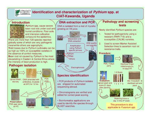 Identification and characterization of Pythium spp. at