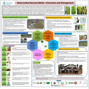 Maize Lethal Necrosis (MLN) – Prevention and management