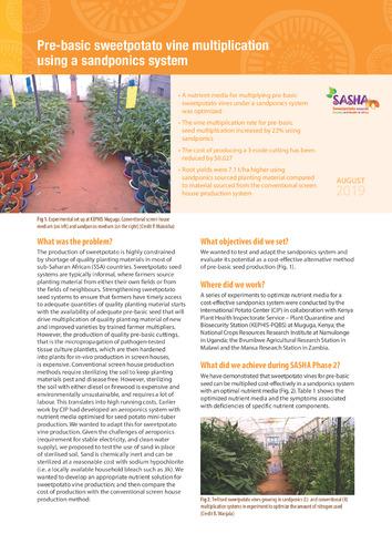 Pre-basic sweetpotato vine multiplication using a sandponics system.