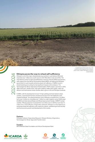Empowering Ethiopia paves the way to wheat self-sufficiency, 2021–2024
