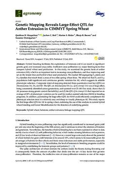 Genetic mapping reveals large-effect QTL for anther extrusion in CIMMYT spring wheat