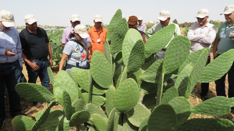 Training course on cactus pear at Mushaqqar station, Jordan