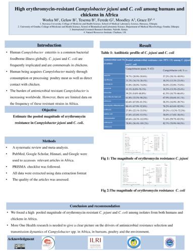 High erythromycin-resistant Campylobacter jejuni and C. coli among humans and chickens in Africa