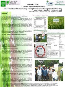 šEsperanzaš : A fruitful collaborative research: First upland/aerobic rice variety coming from rice synthetic population breeding