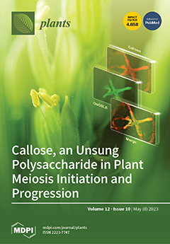 Integrated Full-Length Transcriptome and Metabolome Profiling Reveals Flavonoid Regulation in Response to Freezing Stress in Potato