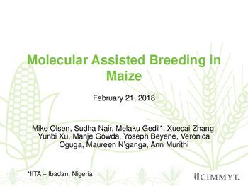 Molecular Assisted Breeding in Maize