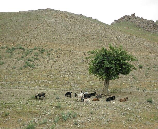 flock below foothills