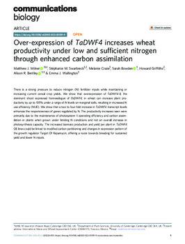 Over-expression of TaDWF4 increases wheat productivity under low and sufficient nitrogen through enhanced carbon assimilation