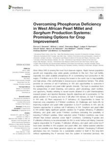 Overcoming Phosphorus Deficiency in West African Pearl Millet and Sorghum Production Systems: Promising Options for Crop Improvement